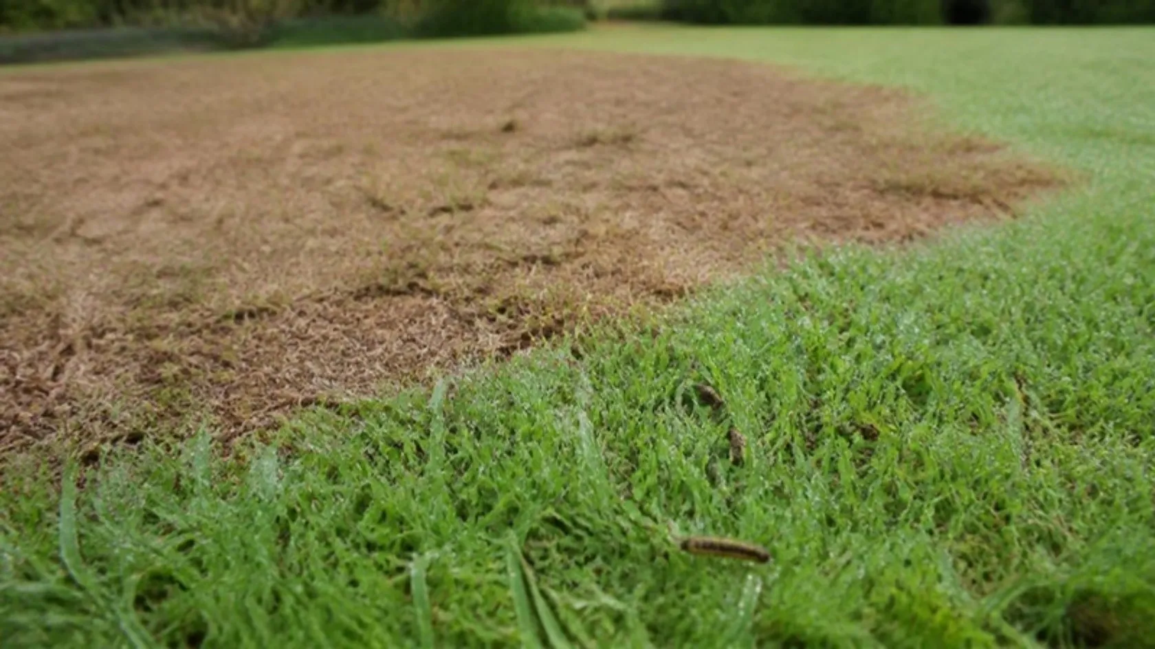 Brown and thinning patches across a lawn