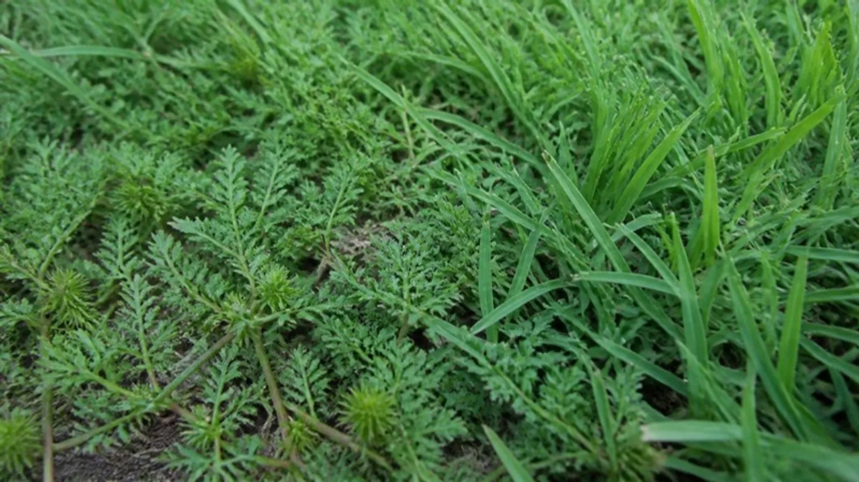 Close-up of bindii weed in a lawn