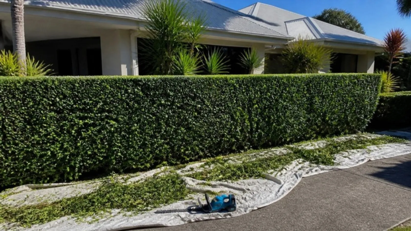 Freshly trimmed hedge with clippings on a tarp and a hedge trimmer