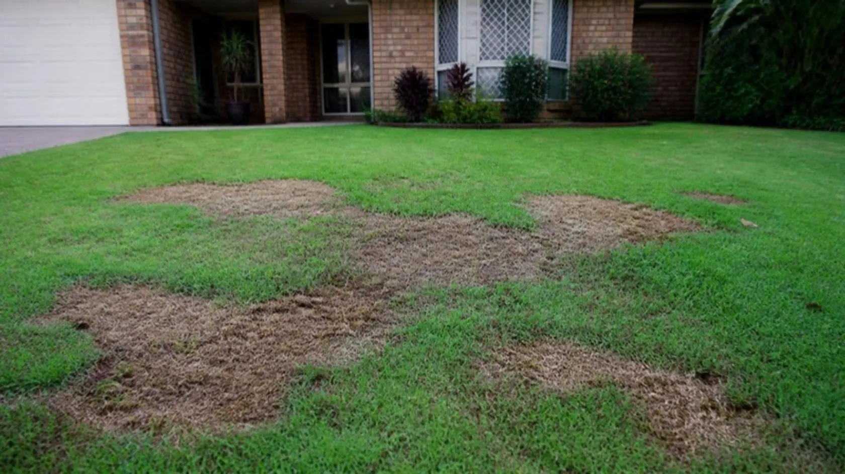 Brown patches in a front lawn